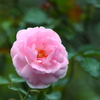 秋薔薇は冷たい雨の中