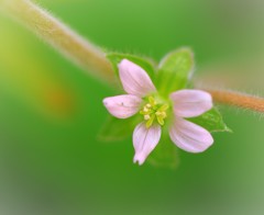 American pink