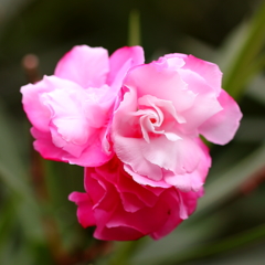 広島市の花 「夾竹桃」