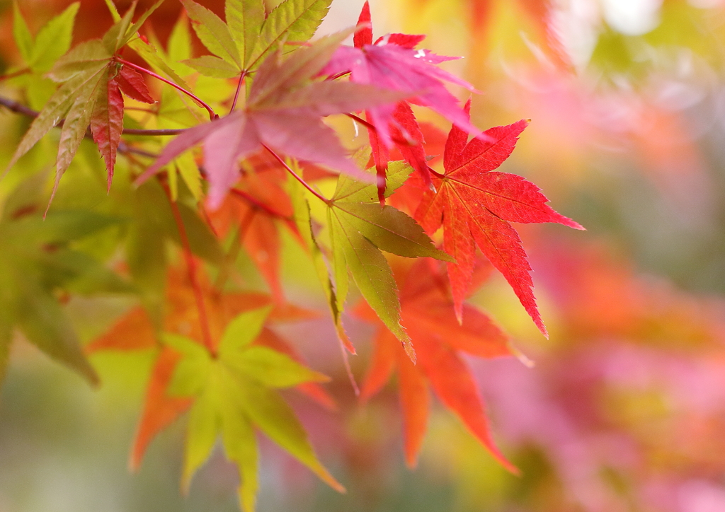 紅葉の錦 神のまにまに