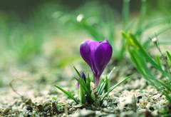 花壇にも 春を告げる 紫花