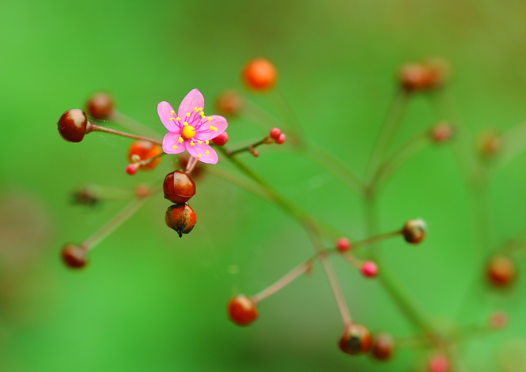 秋の線香花火です