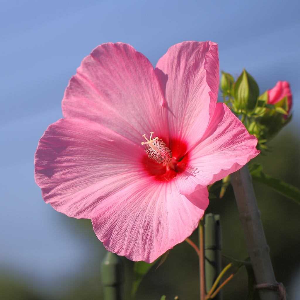 夏は大胆に咲く✿