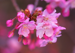 ももいろ桜♡