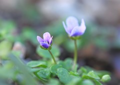 寒風に 耐える 小さな花 キラリ☆