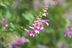 宮島に秋を告げる花