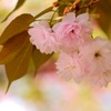 今年最後の ほわほわ桜