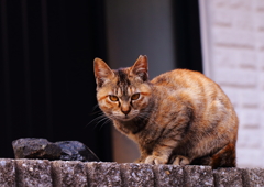 塀の上からこんにちは(^.^)