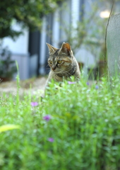 シャビちゃん 少し大人になりました(*^_^*)
