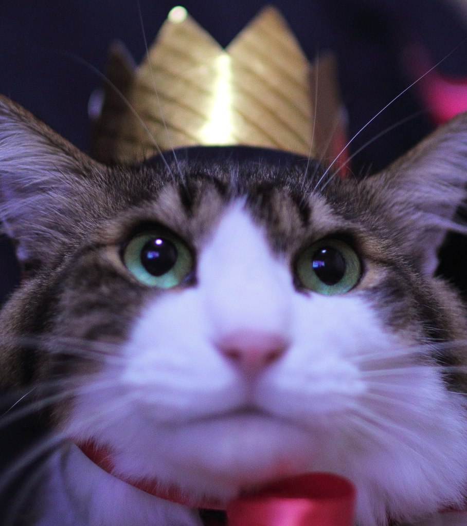 I am King of Cat !!!