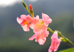 逆光で更に美しく