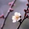 私だけの 寒雪梅