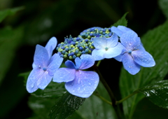 雨に濡れた花のこころ♥