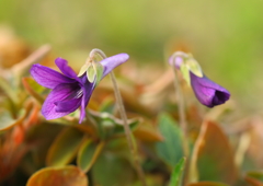 Spring　Love ♥