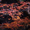 元旦の参道で