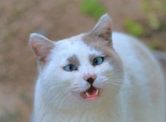 おやつ 頂だい