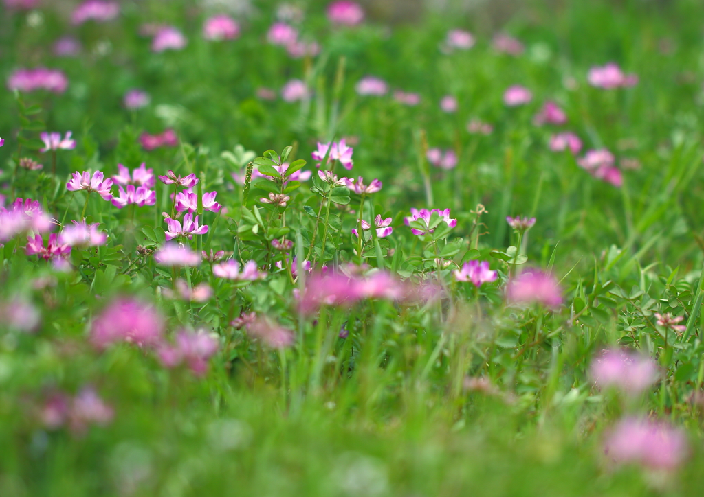 まんかい❀