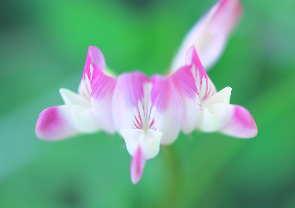 ♡夢幻の紋章♡
