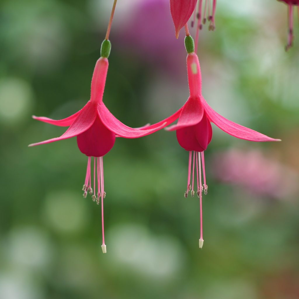 花園で手をつなごう