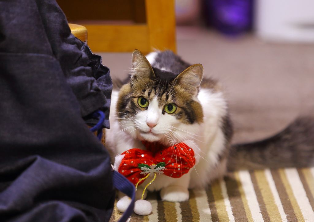 猫らしく可愛い事もあるﾆｬ =^_^=
