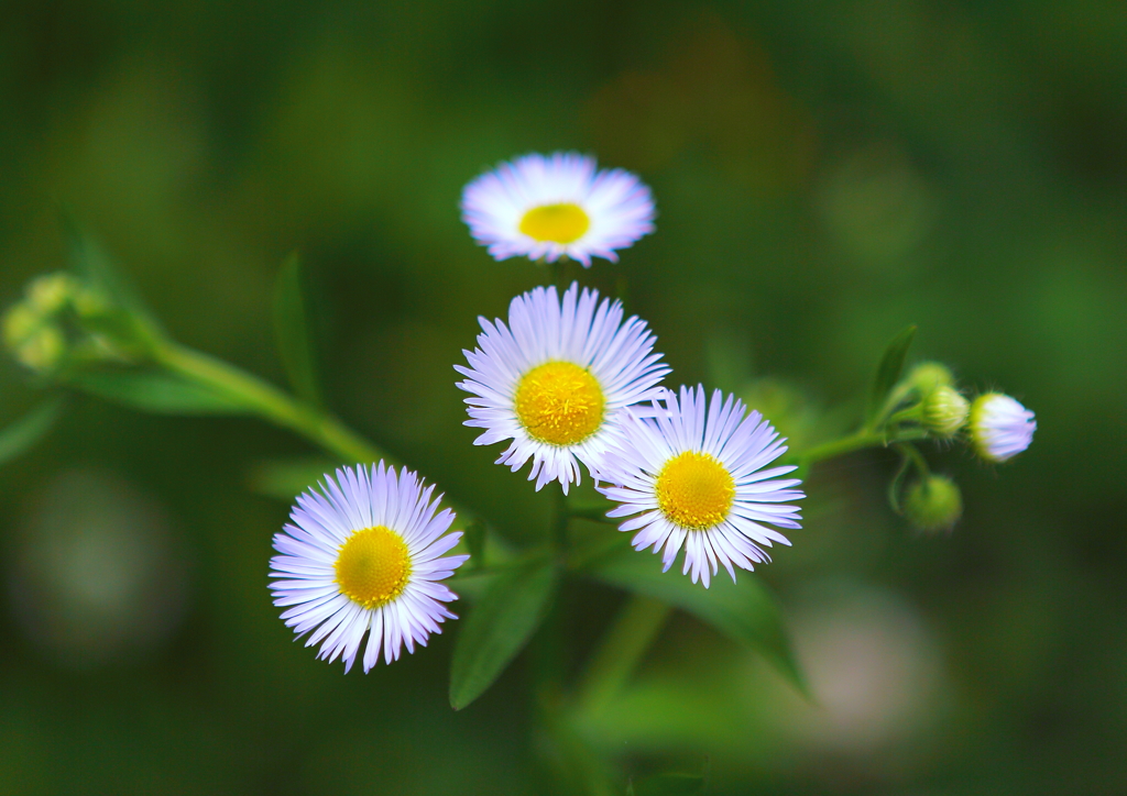 キリッと ハルジオン❀