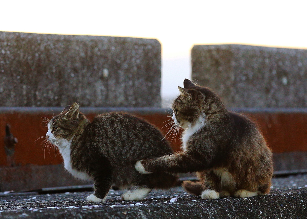 ネエ! 写真撮るって(^^♪