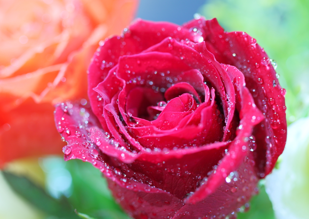 キラ☆キラ Rose