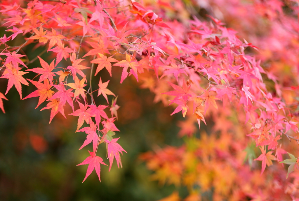 Rainbow Color