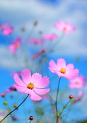 花・太陽・雨