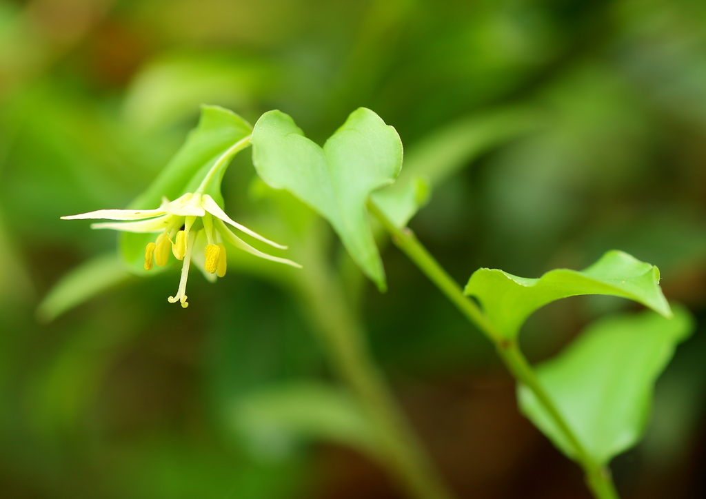 恥ずかしがり屋の君が好き♥