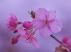 Pink Spring