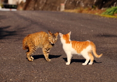 にらみ合い？