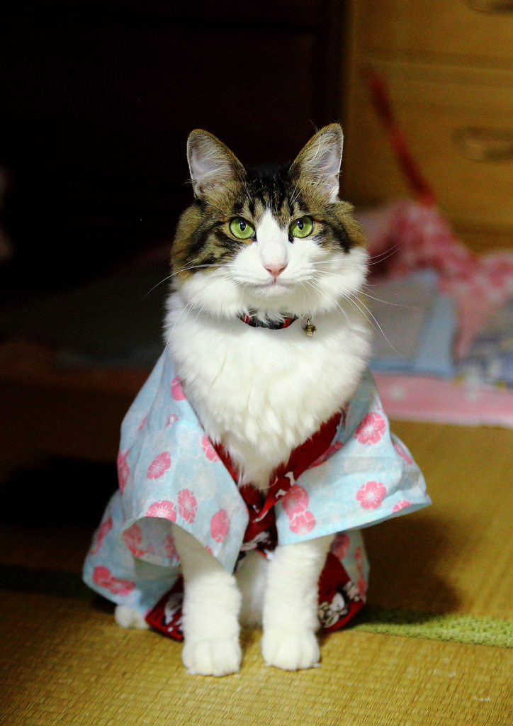 Happyでチャー君 =^_^=
