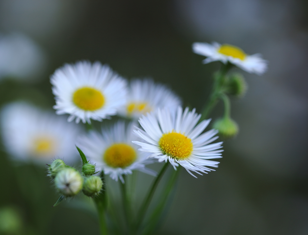 いつも心に野の花を