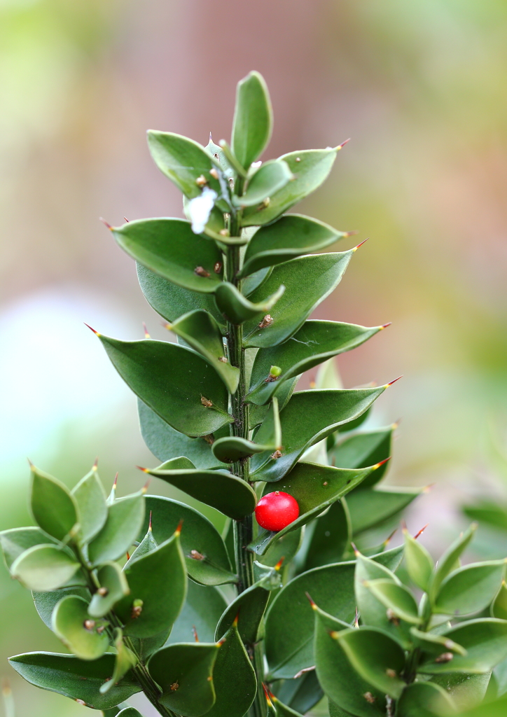 Nature Christmas tree ☆
