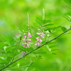 涼しげに咲く✿