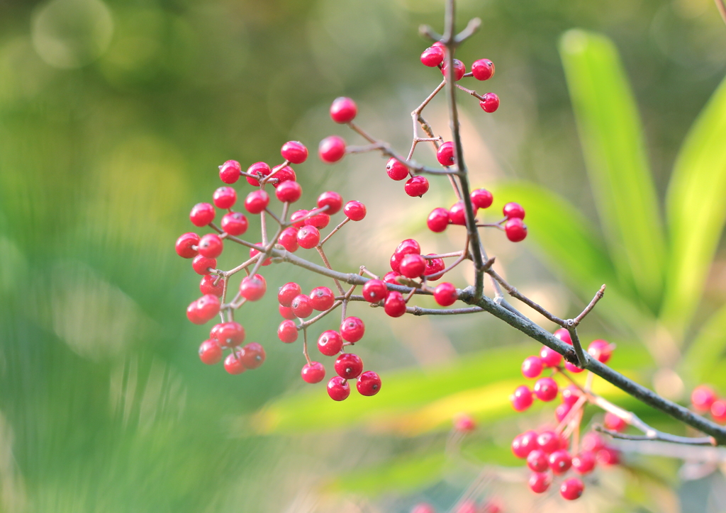 パチパチ花火