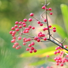 パチパチ花火