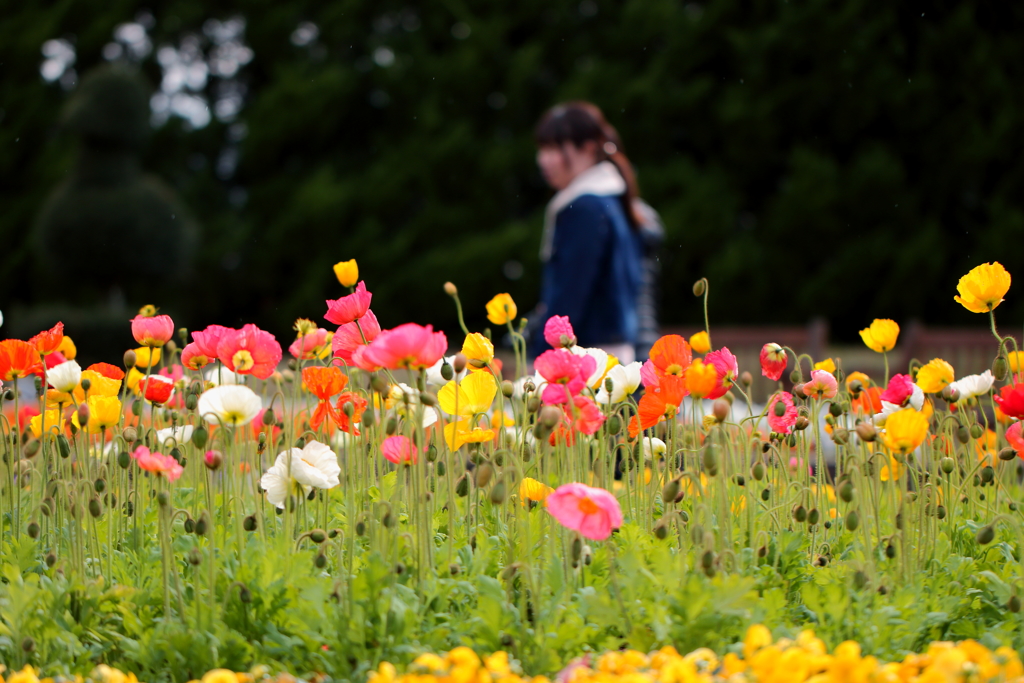 植物園は花盛り