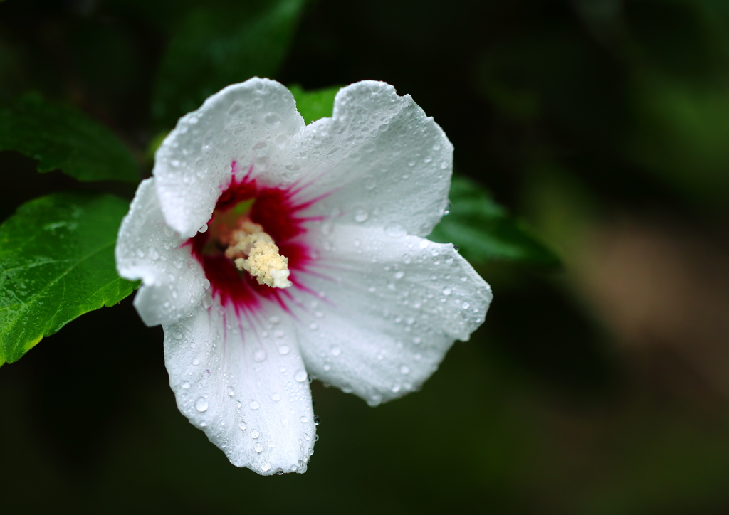 利休の愛した花