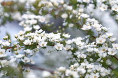 春の雪