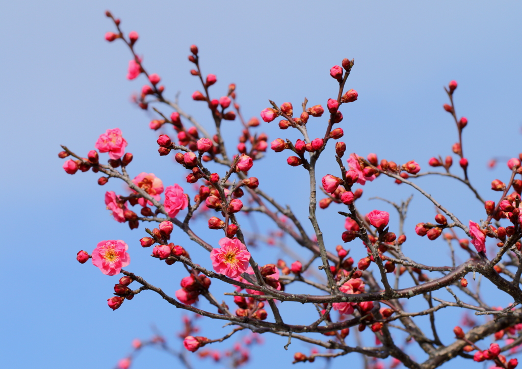 冬空に 寒紅梅が 春を呼ぶ