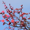 冬空に 寒紅梅が 春を呼ぶ