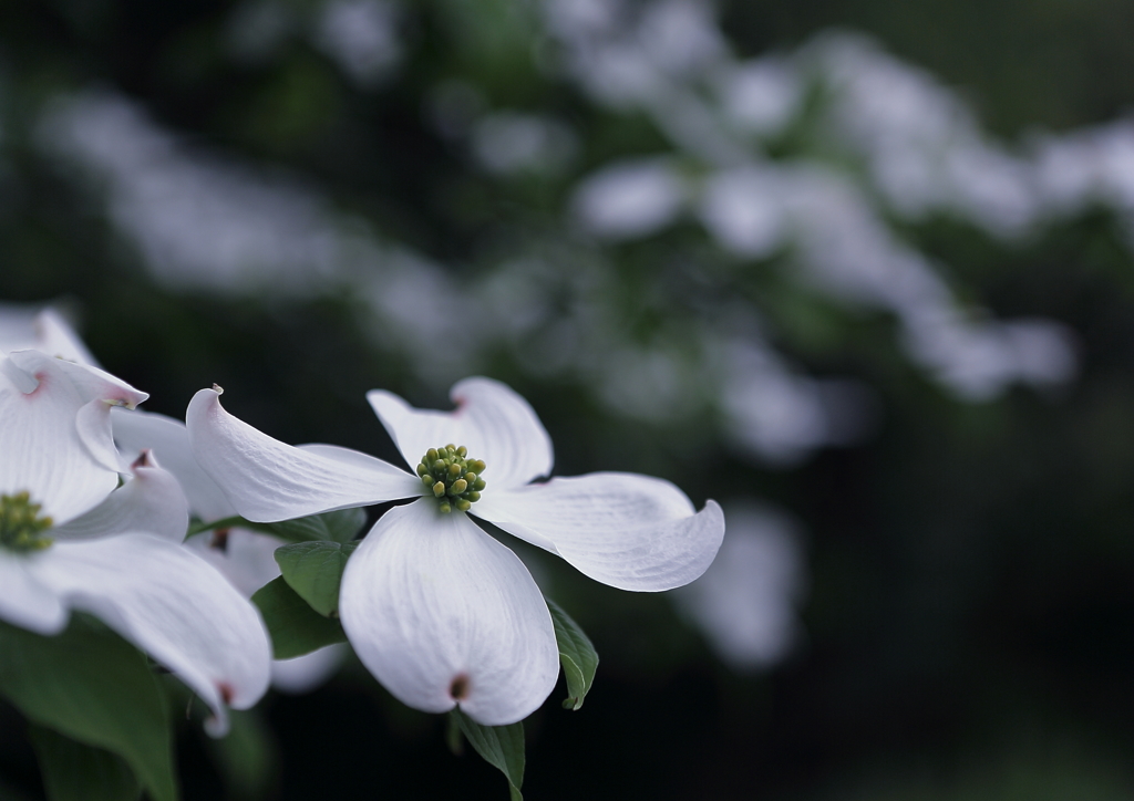 White Love