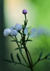 野に咲く花のように