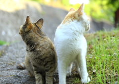 もう 撮らせてあげない!