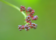 ボクだって花だよ❀