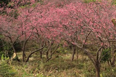 八重岳桜祭り