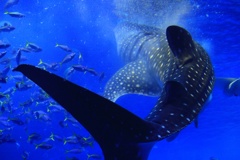 水族館 