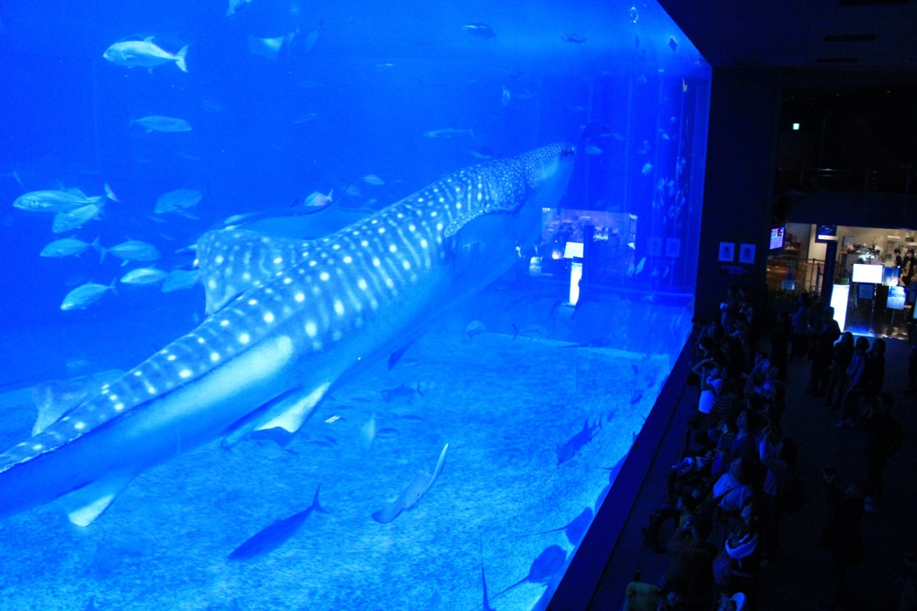 美ら海水族館